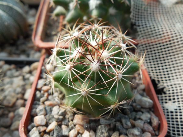 DSCN9587