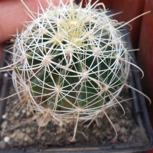 Hamatocactus setispinus - f. yellow sp. - Kupcak -