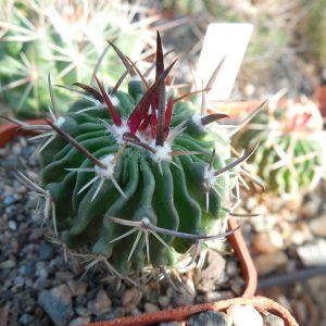 Echinofossulocactus gladiatus - v. carneus