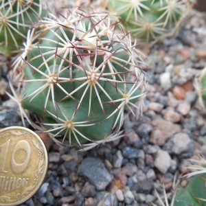 Coryphantha cornifera - v. maliterrarum - Mesa Garden -