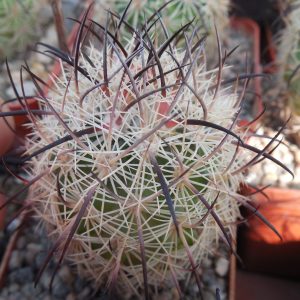 Echinomastus unguispinus  GL 607 - s Jimenez, Chih. MG - not grafted -