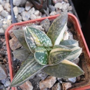 Gasteria  sp. f. variegata