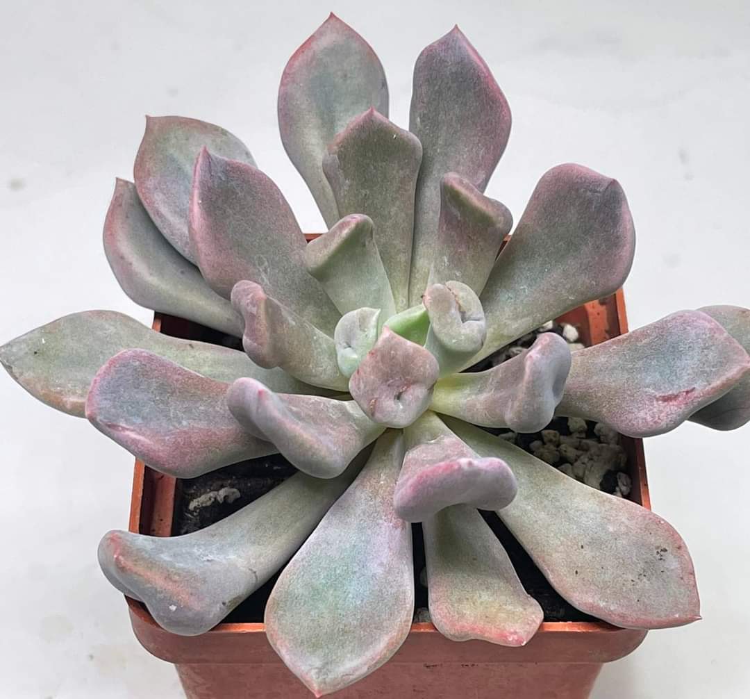 Echeveria 'Cupid'