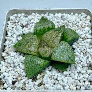 Haworthia emelyae v. picta