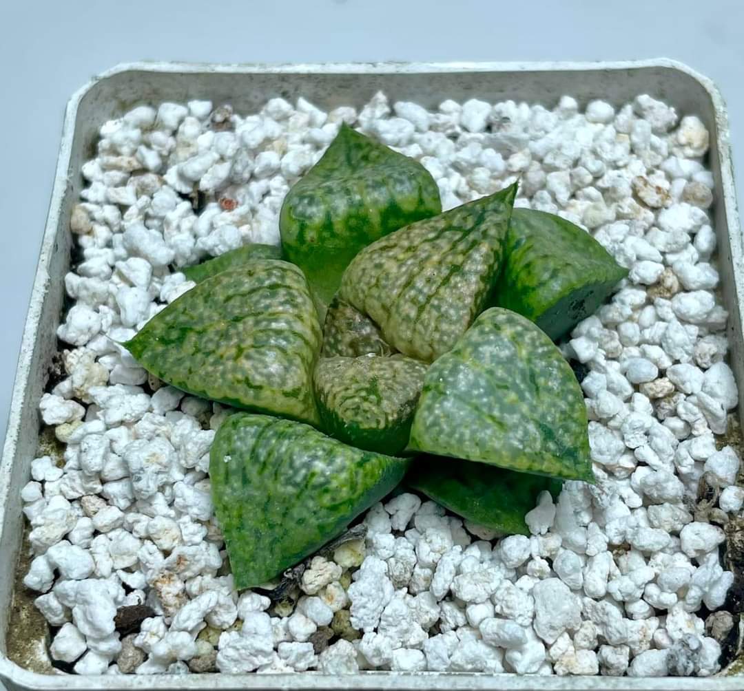 Haworthia emelyae v. picta