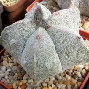 astrophytum fukuryu hybrid
