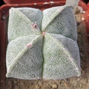 astrophytum myriostigma quadricostatum ball