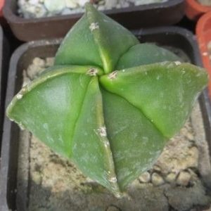 astrophytum myriostigma quadricostatum nudum