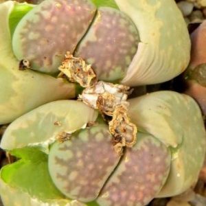 lithops salicola
