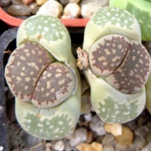 lithops salicola reticulata