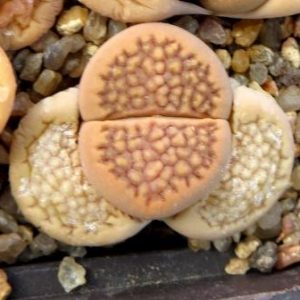 1604 MG lithops halii C 174