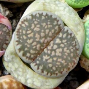 1609 MG lithops halii salicola reticulata