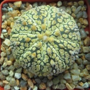 astrophytum super kabuto gold