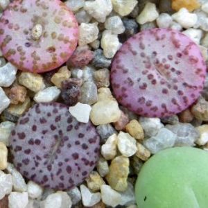 conophytum obcordellum