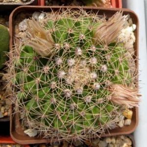 mammillaria melanocentra