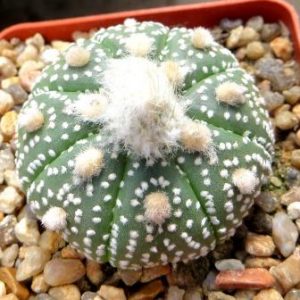 astrophytum ooibo