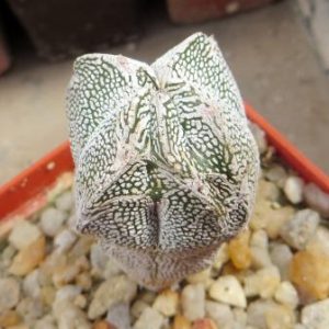 astrophytum onzuka v type