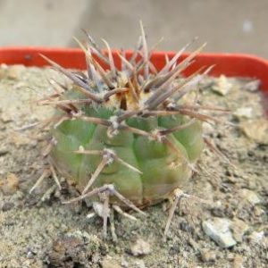 gymnocalycium ochoterenae v. varispinum