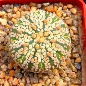 astrophytum super kabuto gold