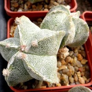 astrophytum hakuun