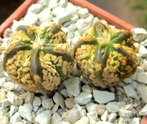 astrophytum super kabuto gold