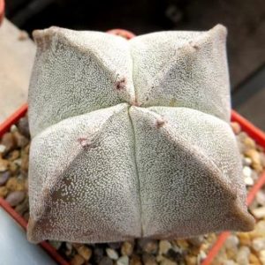 astrophytum myriostigma quadricostatum ball