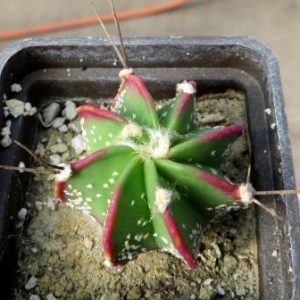 astrophytum hybrid variegata ?