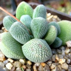 crassula tecta aff ЮАР
