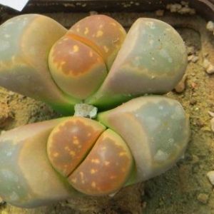lithops olivacea c 162