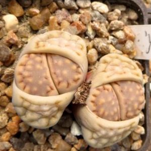 1605.34 lithops hallii