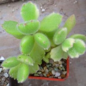 cotyledon ladismithiensis variegata
