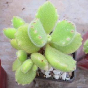 cotyledon ladismithiensis
