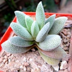 crassula tecta не гибрид