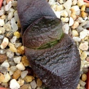 gasteria armstrongii Renny Wong