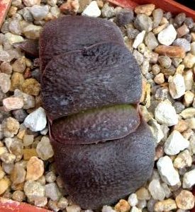 gasteria armstrongii Renny Wong