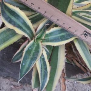 agave quadricolor