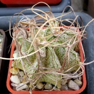 astrophytum weisse stachel