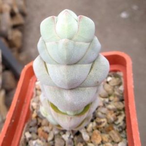 crassula plegmatoides