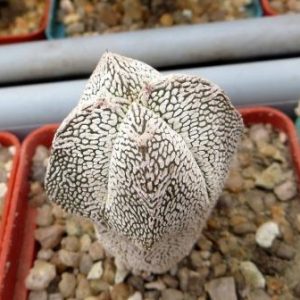 astrophytum onzuka quadricostatum v type