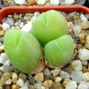 gibbaeum pilosulum волосатое тельце
