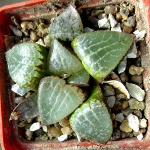 haworthia comptoniana Sklo