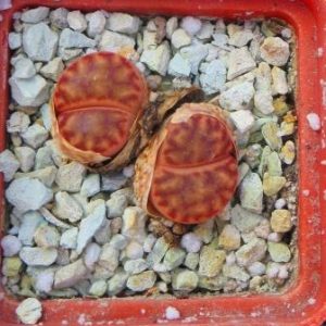 1556 MG lithops bromfieldii C41