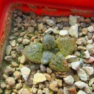 haworthia picta ЮАР