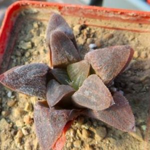 haworthia pygmaea crystallina ЮАР