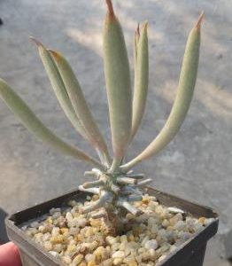 tylecodon cacalioides