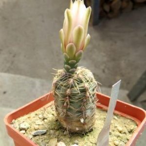 gymnocalycium parvulum agnessia