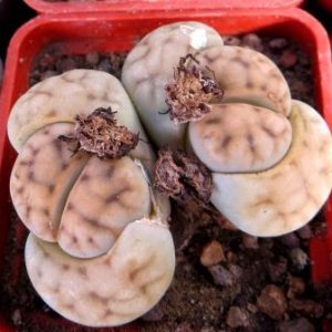 lithops karasmontana opalina