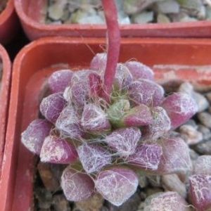Anacampseros filamentosa subsp. tomentosa