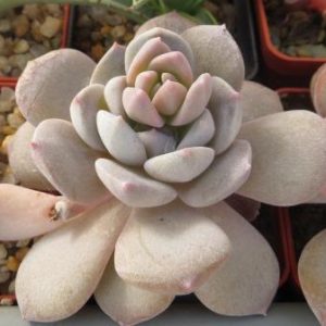 echeveria sp