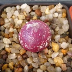 conphytum burgeri